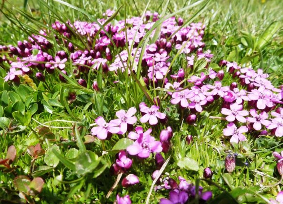 Blütenpracht auf den Almen