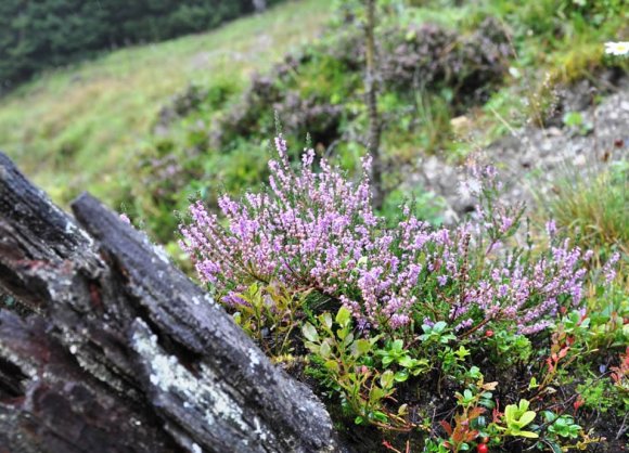 Wanderung zur Viehhausalm