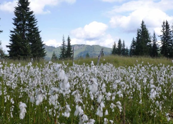 Familie Unterkofler, selber begeisterte Wanderer, führt Sie zu den schönsten Almen und Bergen