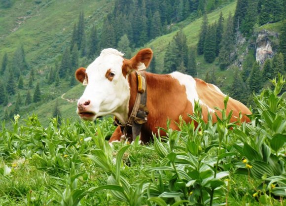 Natur erleben und entdecken bei unseren geführten Wanderungen