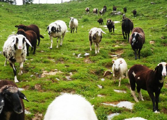 Mountain huts serving food in Salzburger Land