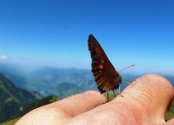 Mehrmals wöchentlich geführte Wanderungen
