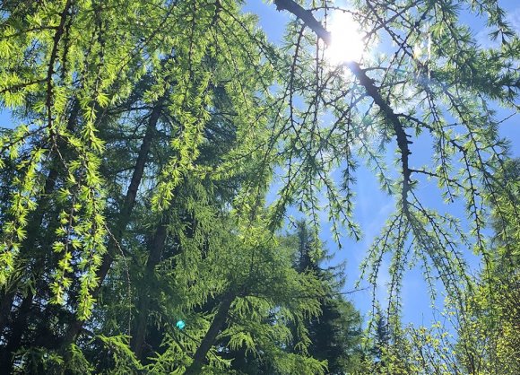 Sonnenlicht durch Lärchenbaum